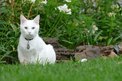 Original cat photo
